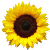 Girasol